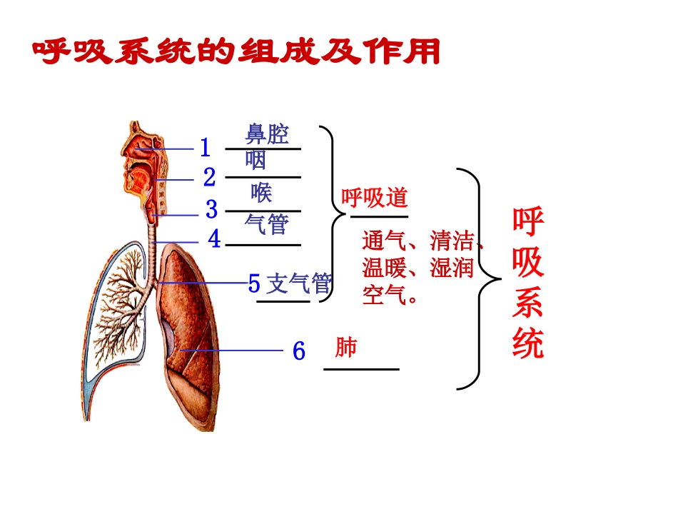 第三章第二节发生在肺内的气体交换_第2页