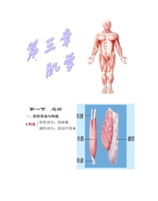 运动解剖学(肌学)汇总