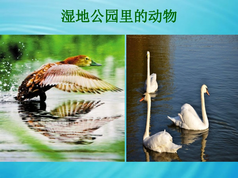 湿地公园课件_第2页