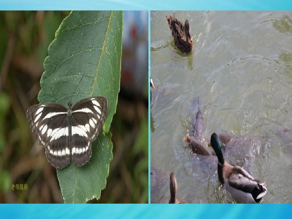 湿地公园课件_第3页