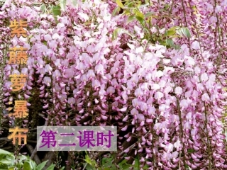 紫藤萝瀑布(第二课时)