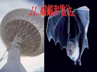 蝙蝠和雷达-第二课时
