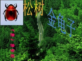 十六、《松树金龟子》(节选)(1)