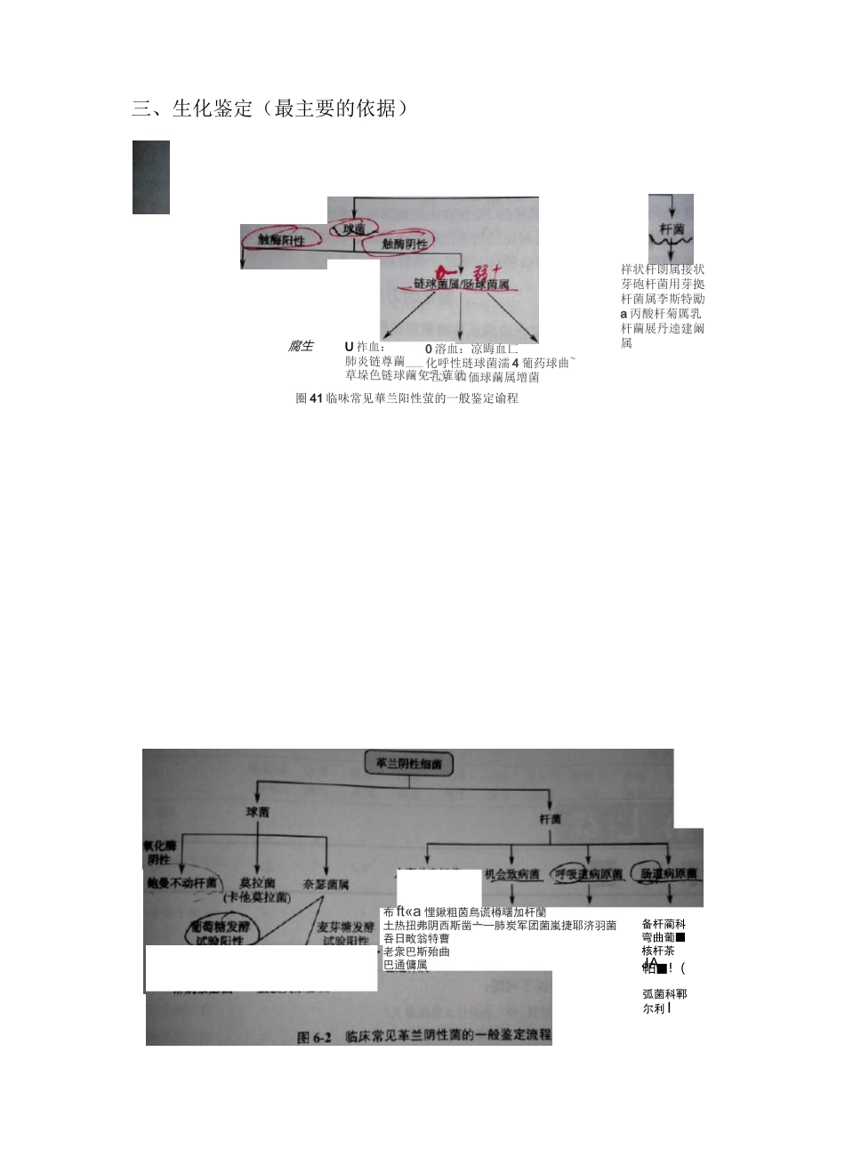 细菌鉴定的基本思路(全)_第3页