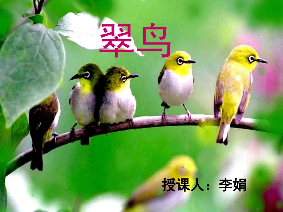 翠鸟课件 (2)_第1页