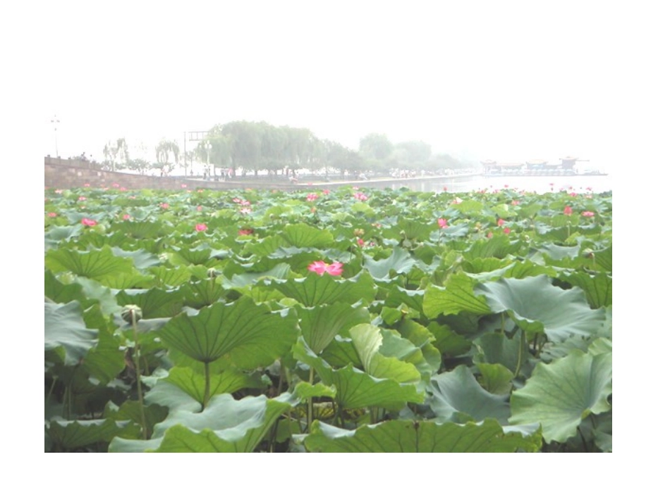 爱莲说3 (2)_第3页