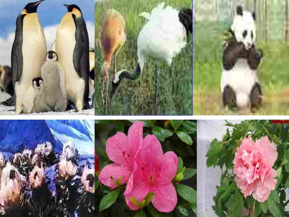 世界因生命而精彩课件_第3页