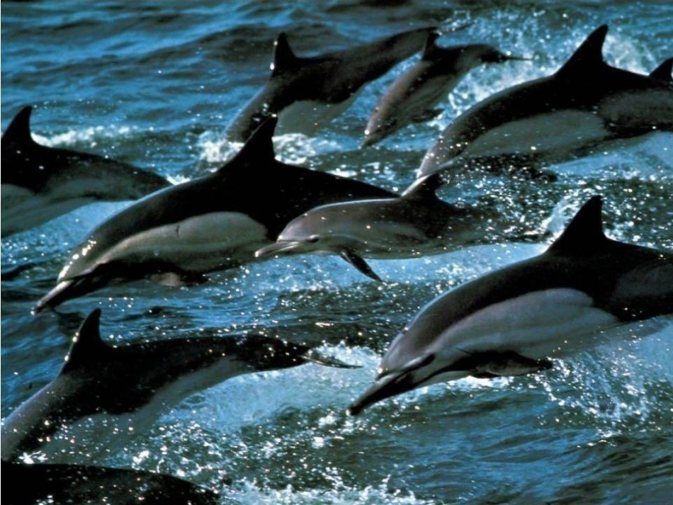 《鲸》公开课课件_第1页