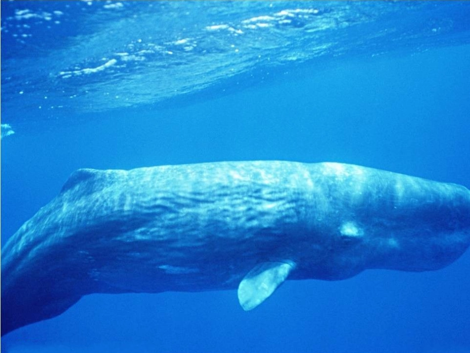 《鲸》公开课课件_第2页