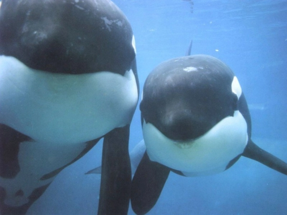 《鲸》公开课课件_第3页