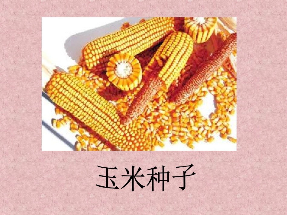 大象版四年级上《生命的周期》_第2页