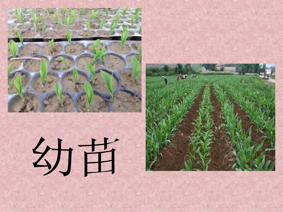 大象版四年级上《生命的周期》_第3页