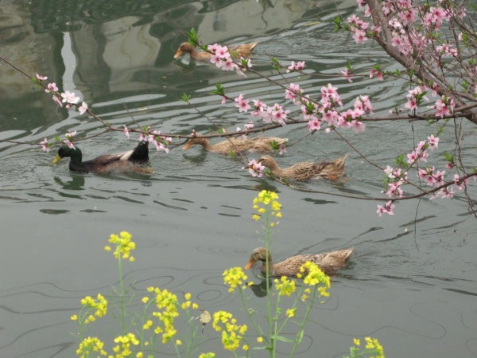 《春》朗诵课件_第2页