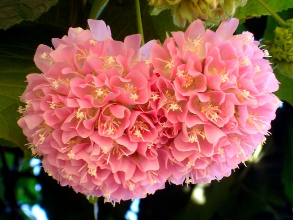 非洲风情动画_第2页