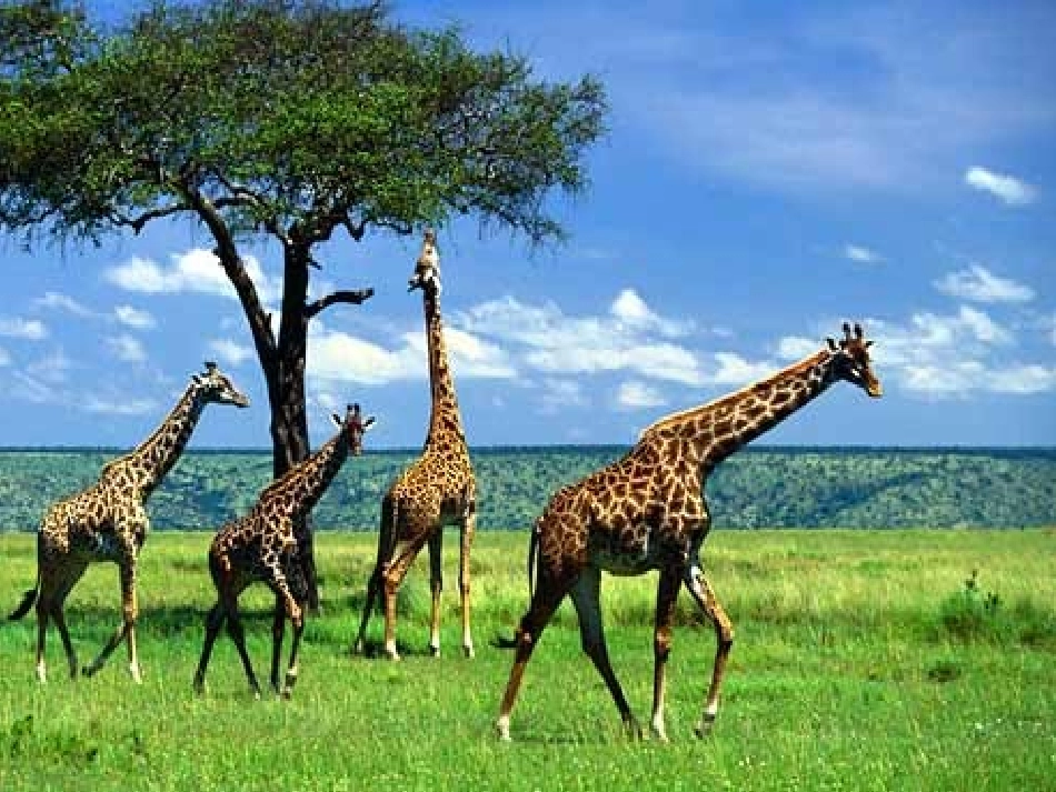 非洲风情动画_第3页