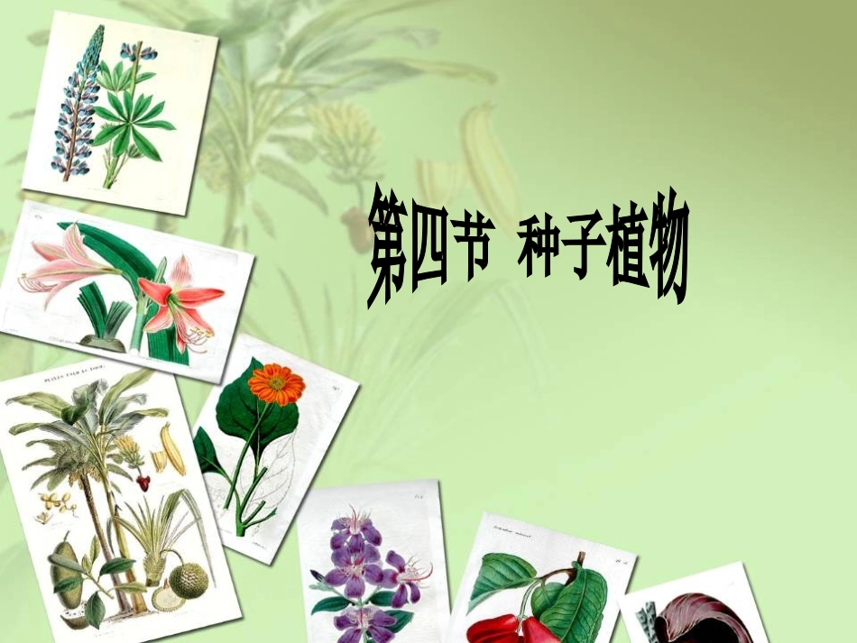 种子植物定稿_第2页