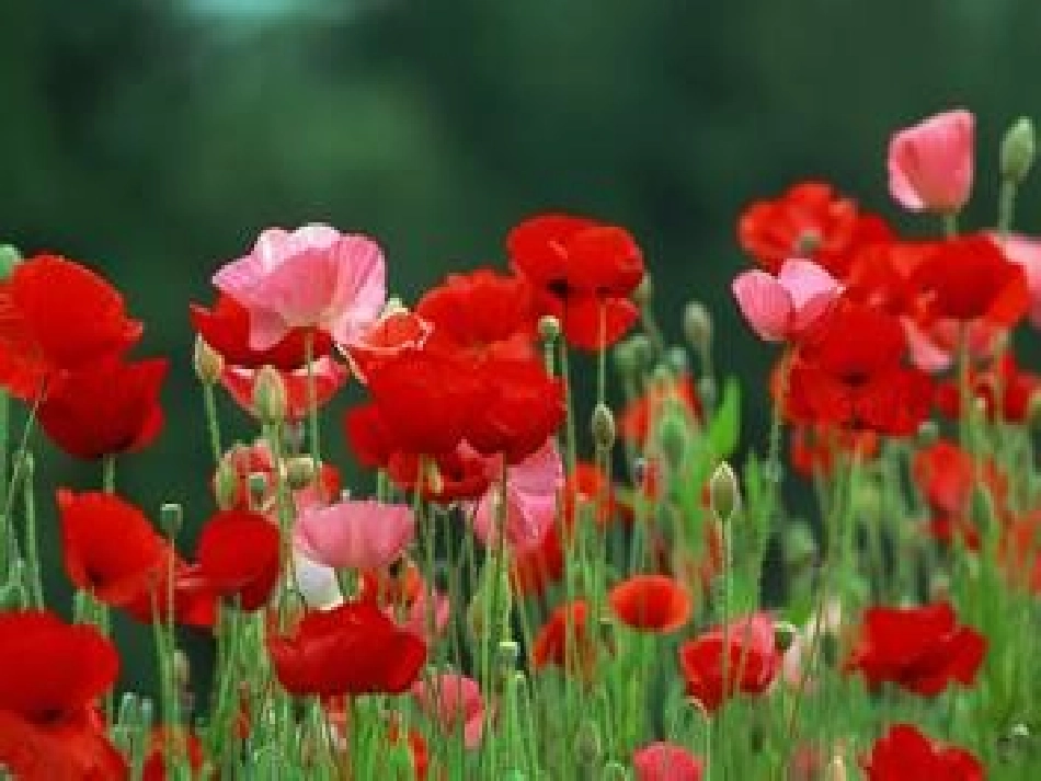 珍爱生命远离毒品_第3页