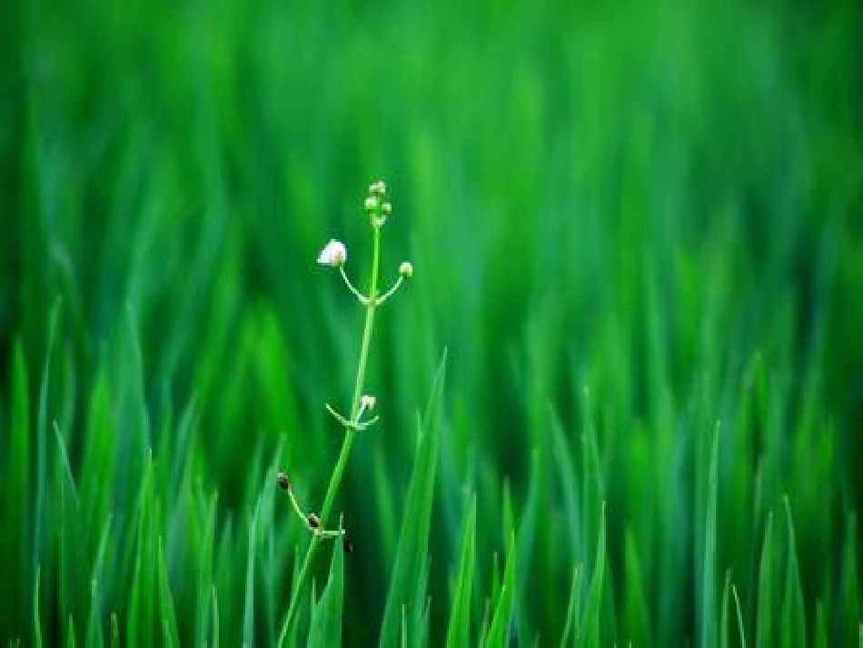 大象版五年级上册《光合作用的发现》_第1页