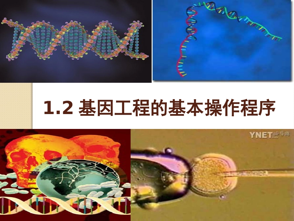 基因工程的基本操作程序_第1页