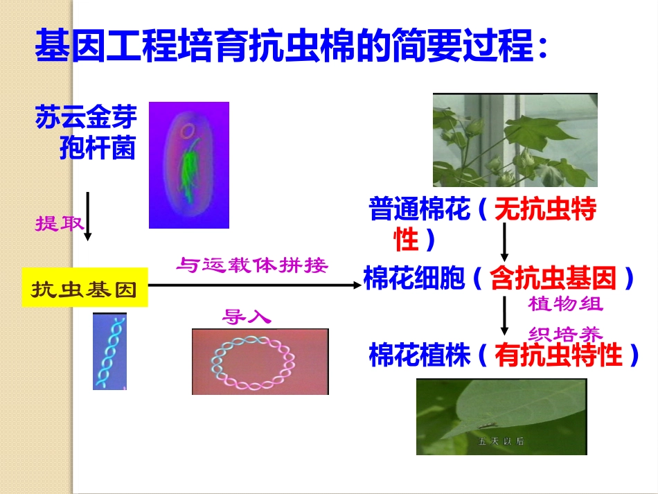 基因工程的基本操作程序_第3页