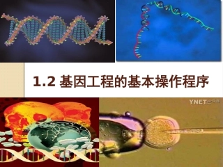 基因工程的基本操作程序