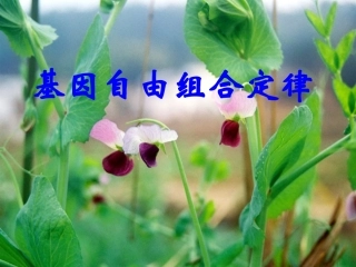2016届一轮复习：基因的自由组合定律（来高生物）