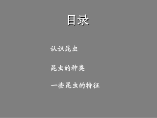 有趣的昆虫-副本(6)