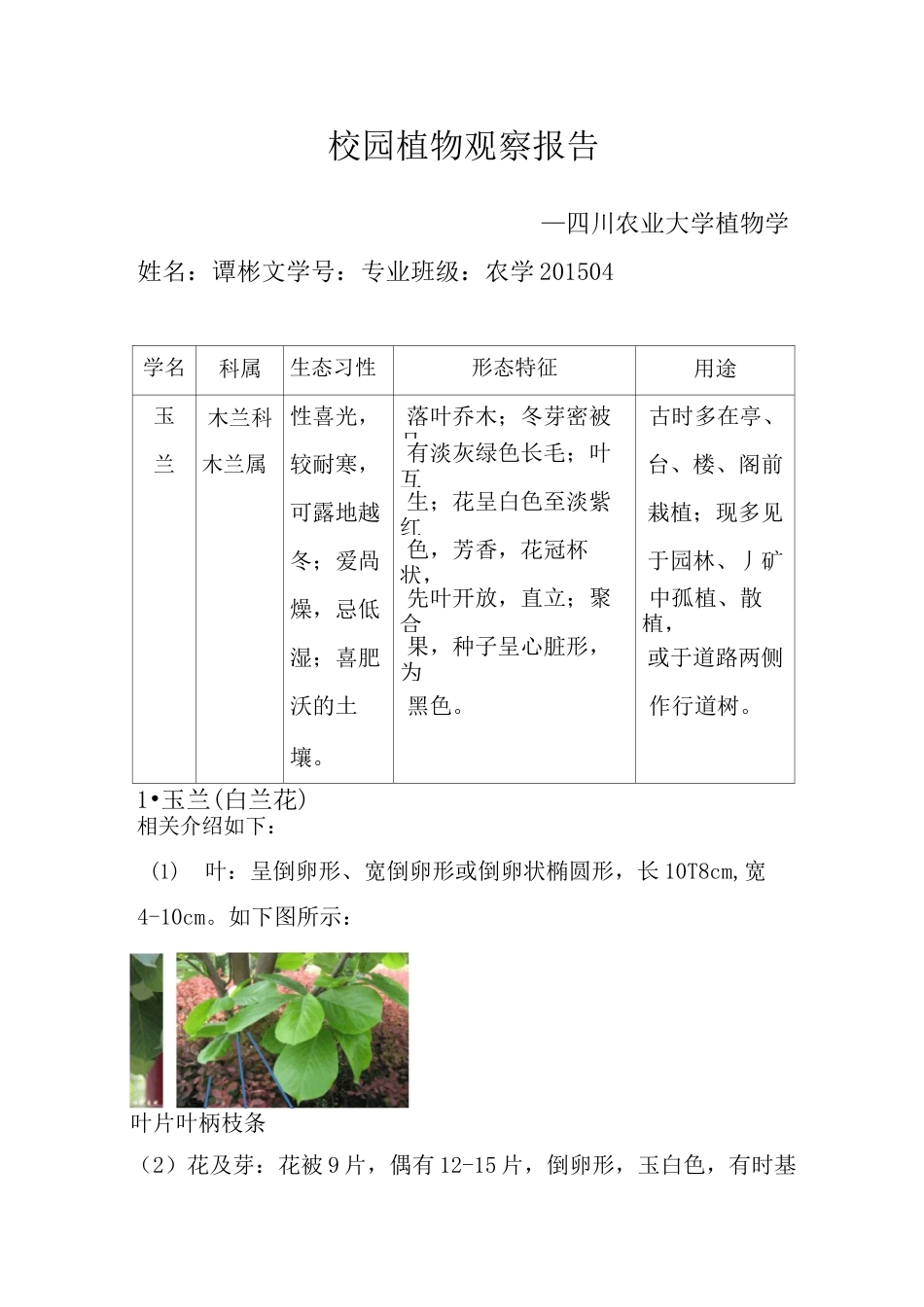 校园植物观察报告_第1页