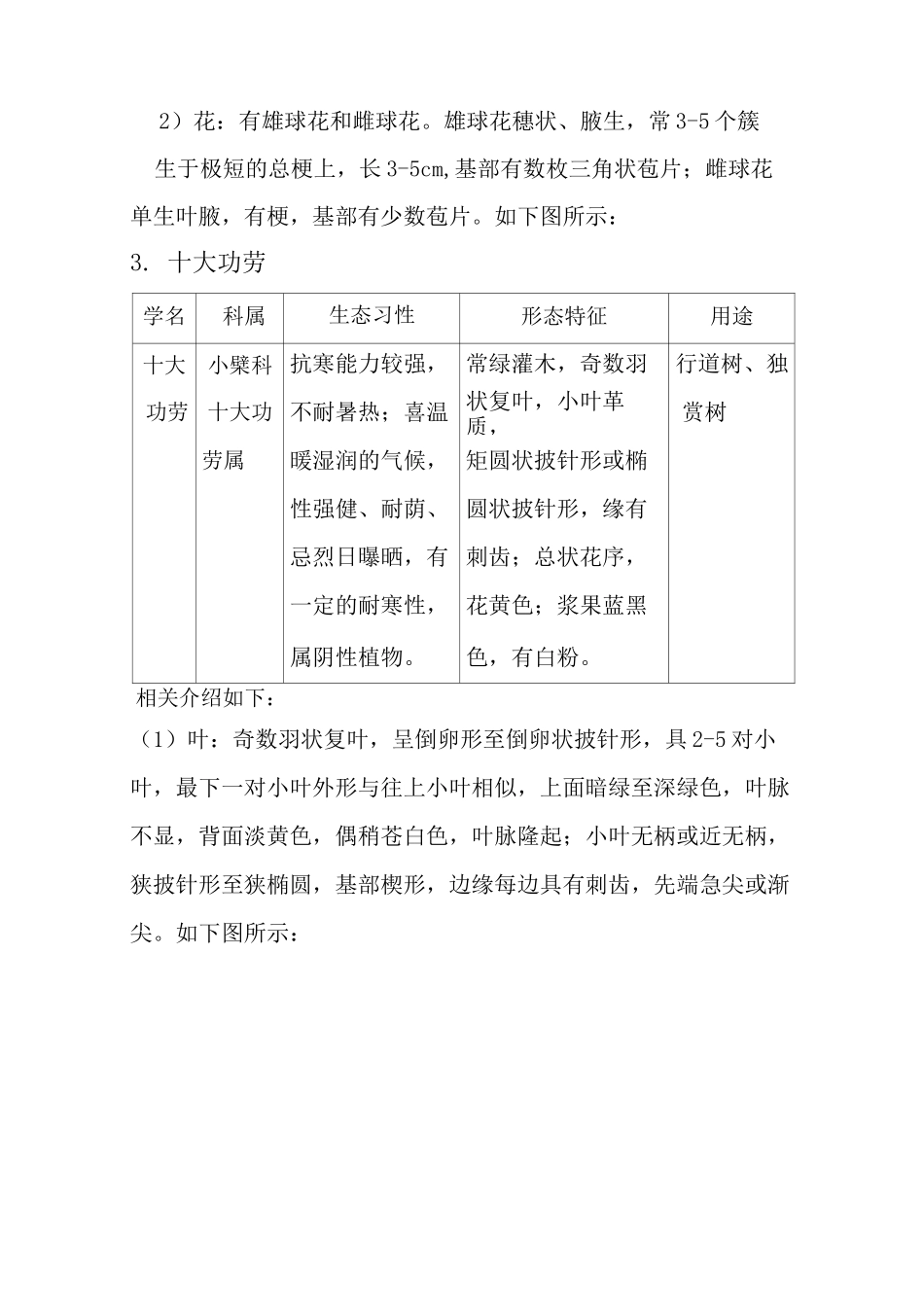 校园植物观察报告_第3页