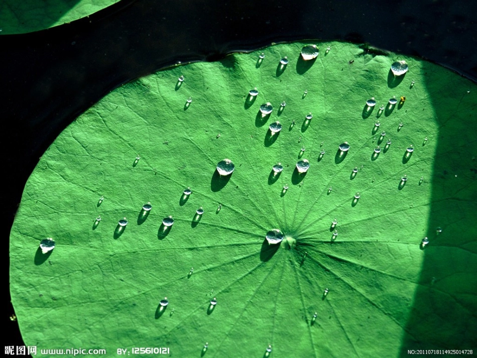 张海玲荷叶圆圆课件定稿_第2页