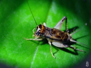 《艾山江上学》课件1