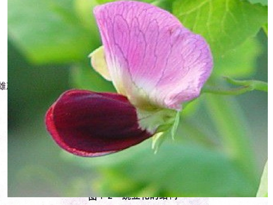 分离定律修改_第2页