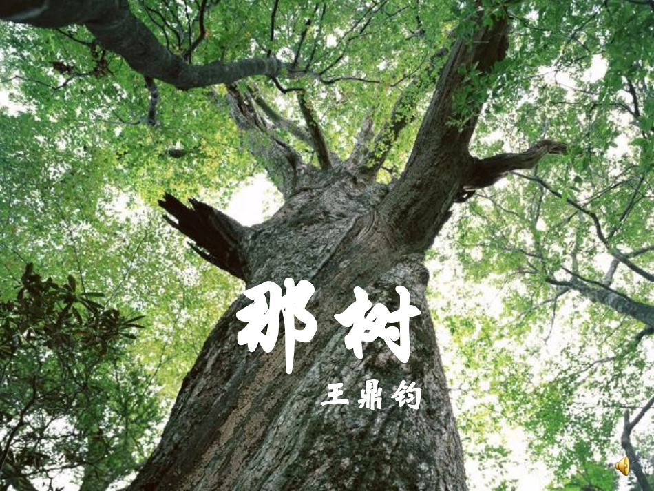 《那树》PPT_第1页