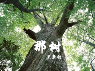 《那树》PPT