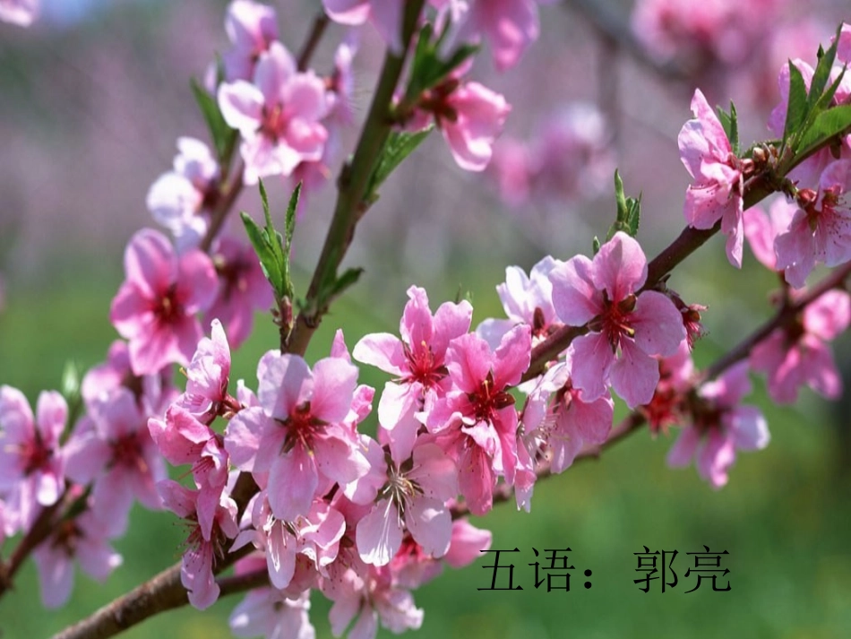 自己的花给别人看的_第1页