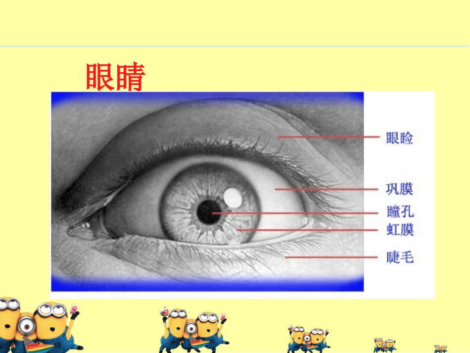 保护眼睛 (2)_第3页