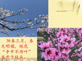 我喜欢的花课件