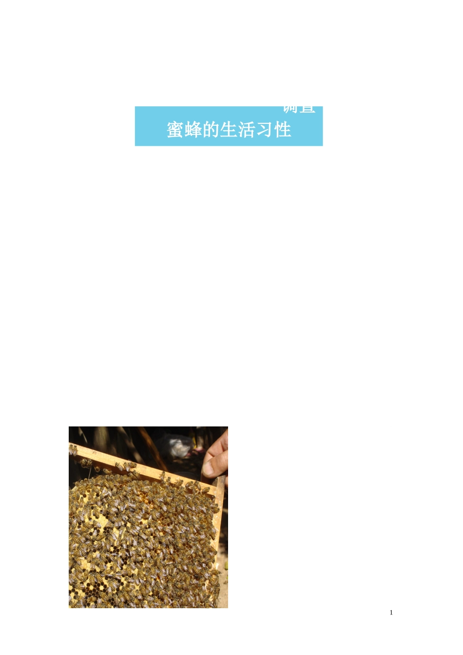 蜜蜂生活习性调查_第1页
