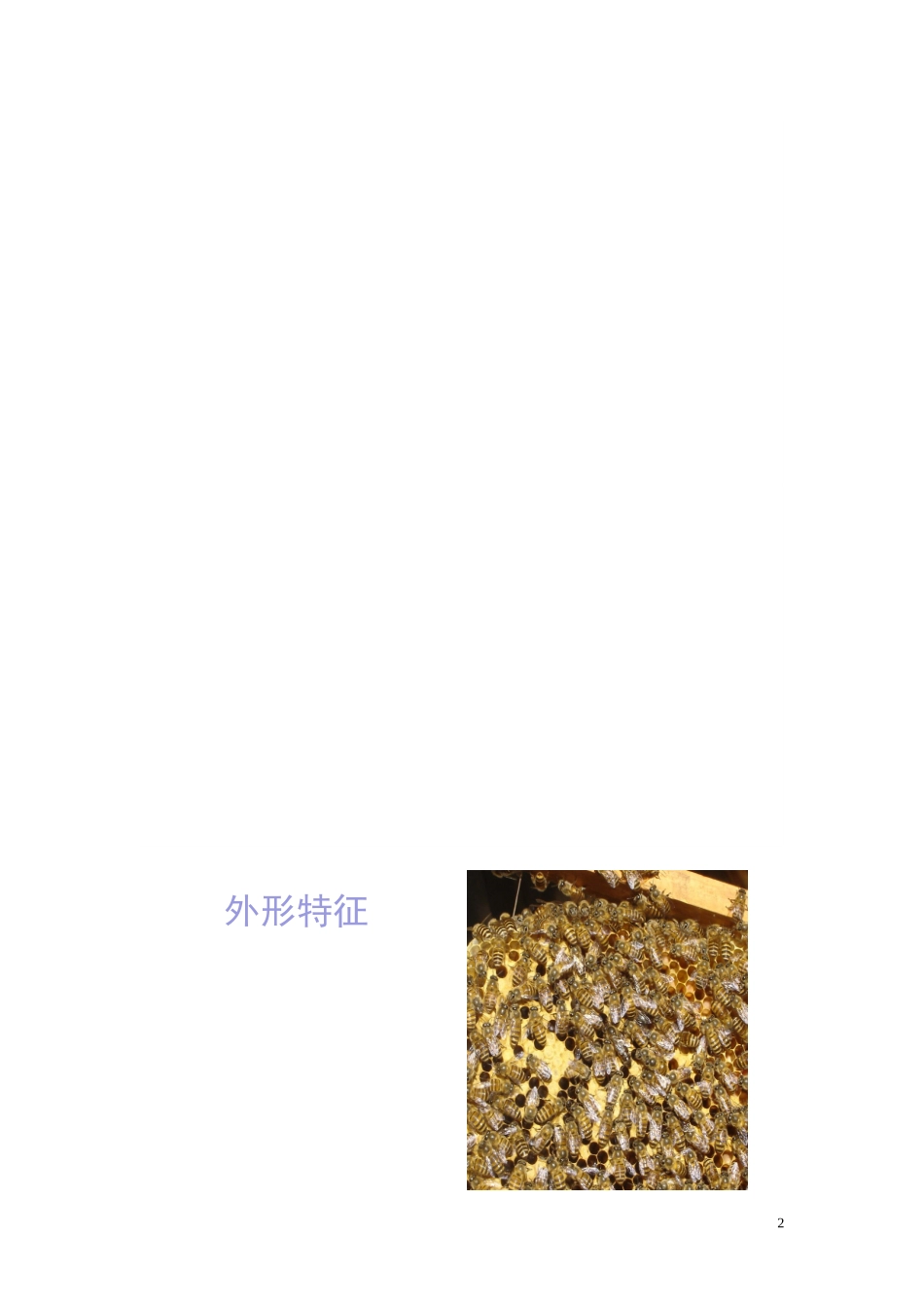 蜜蜂生活习性调查_第2页