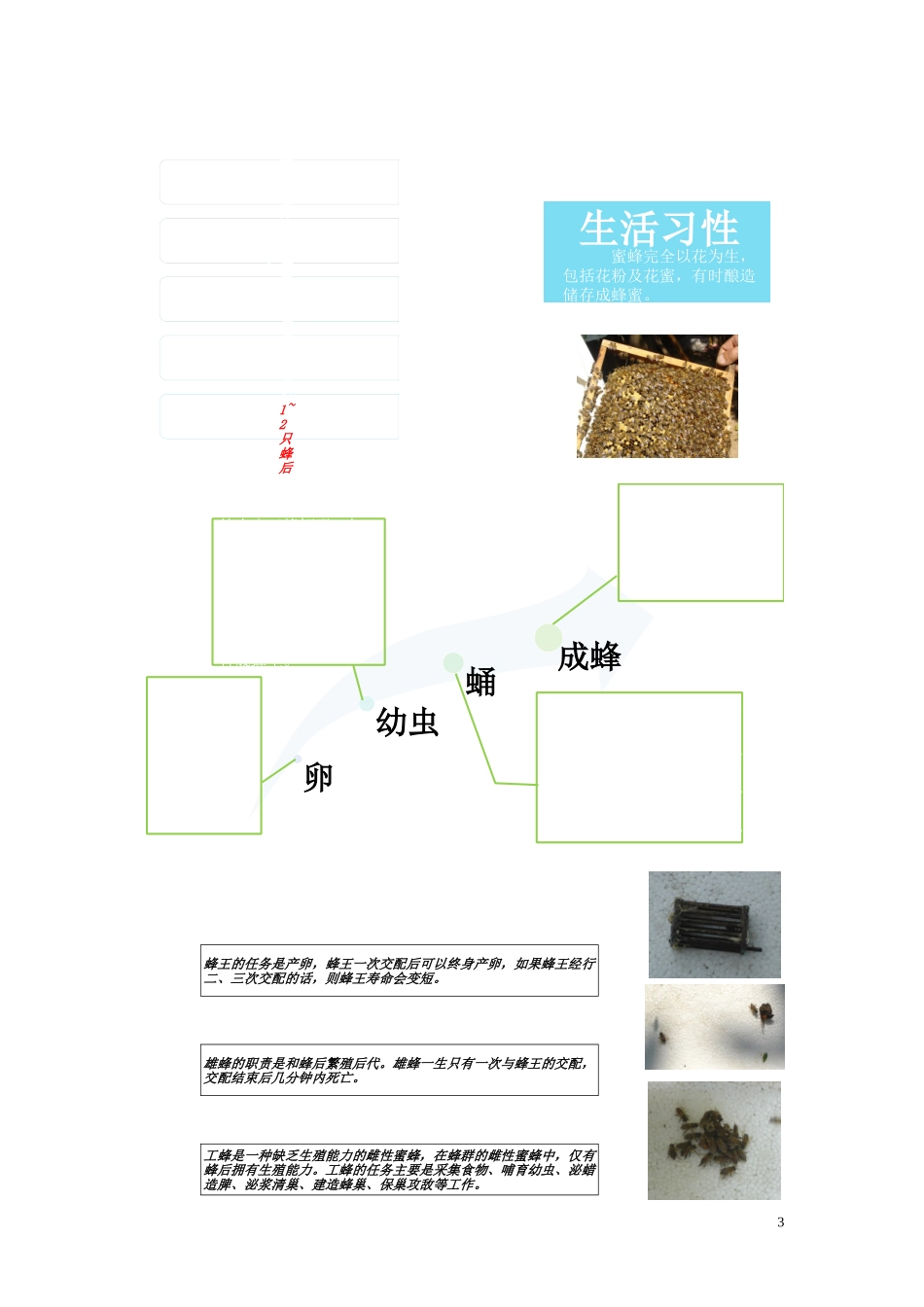 蜜蜂生活习性调查_第3页