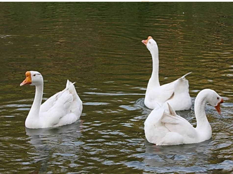 描写要生动课件_第3页