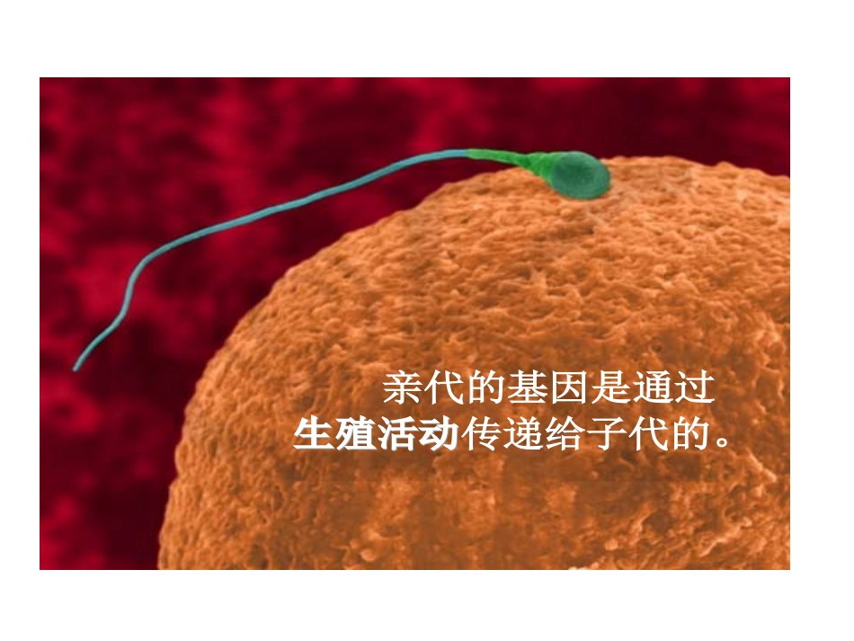 基因在亲子代间的传递_第2页