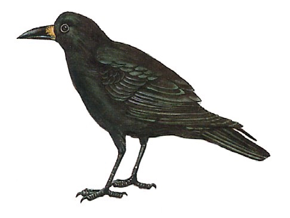 乌鸦喝水 (6)_第2页