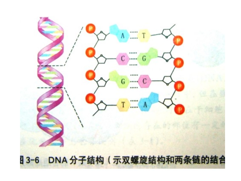 一轮复习基因突变和基因重组_第1页