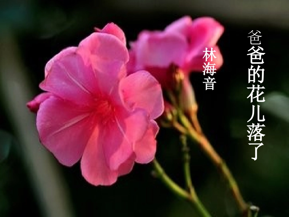 爸爸的花儿落了 (3)_第3页