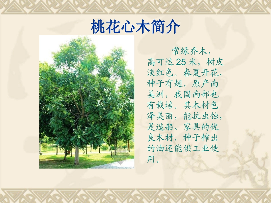 人教六下《3_桃花心木》课件__1_第3页