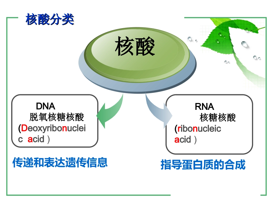 遗传信息的携带者-核酸_第2页