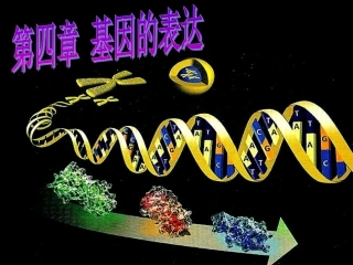 基因指导蛋白质的合成