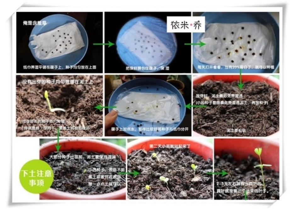 种子发芽课件_第1页