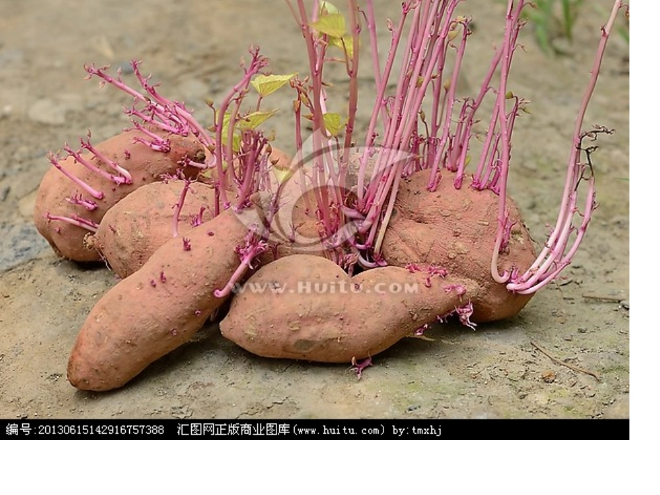 种子发芽课件_第3页